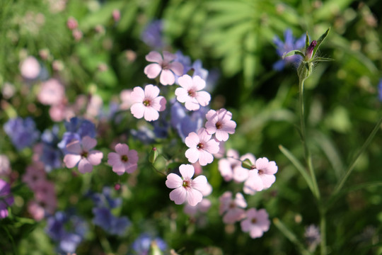 麦蓝菜