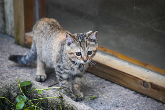 小猫咪