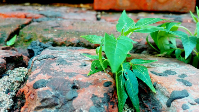 砖缝中的小草