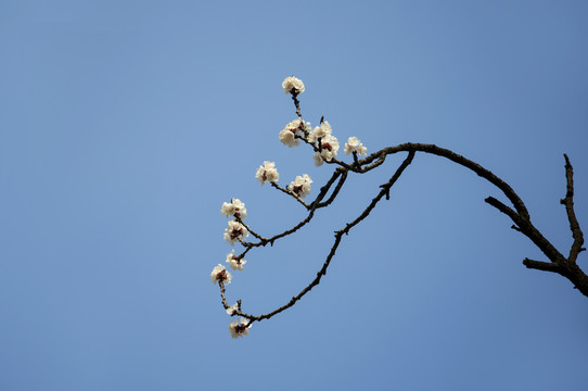 一枝一花一杏春