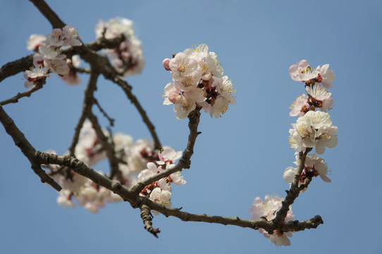 一枝一花一杏春