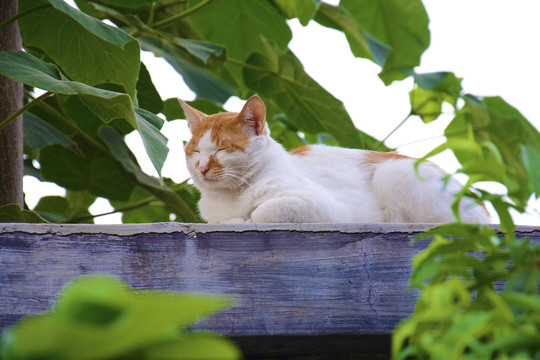 墙头上的猫