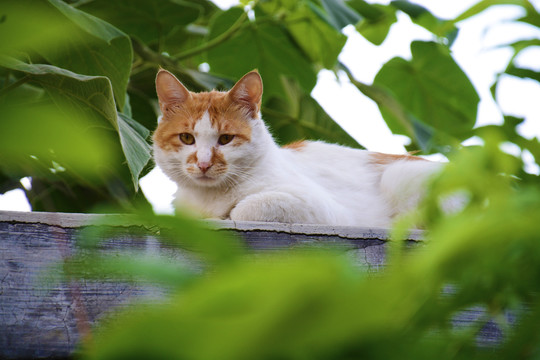 墙头上的猫