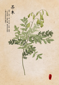 蘇木