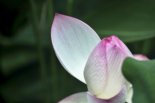 荷花花瓣