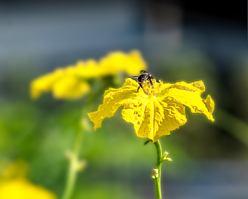 丝瓜花