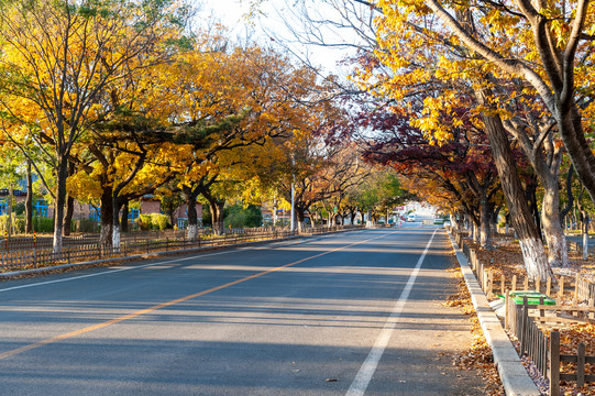 秋天的路