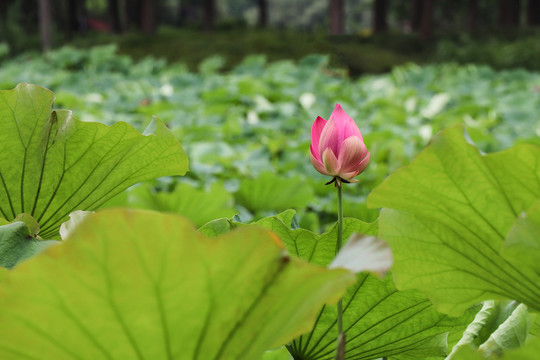 荷花莲花菡萏