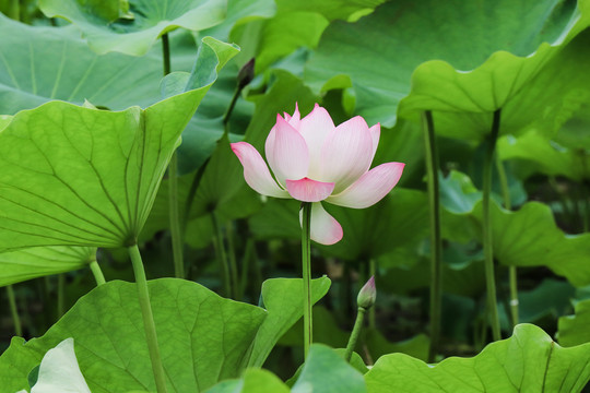 荷花莲花菡萏