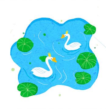 在水里游泳的兩只天鵝