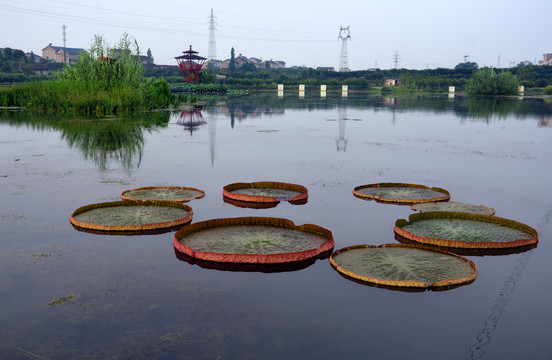 湿地公园