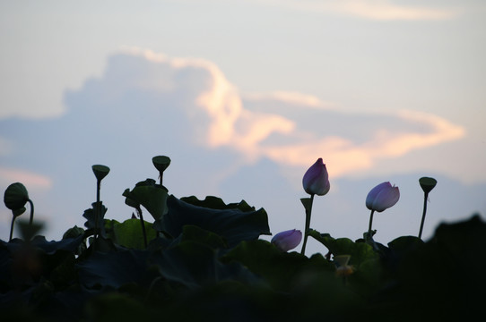 夕阳下的莲塘