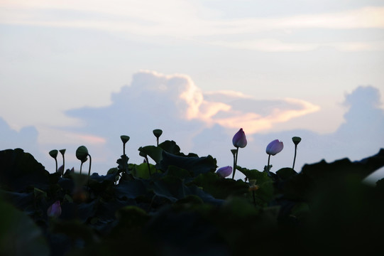 夕阳下的莲塘