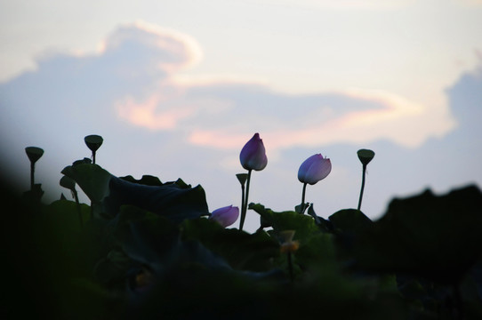 夕阳下的莲塘