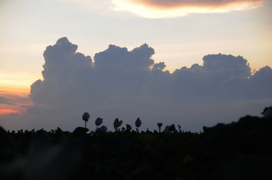 夕阳下的莲塘