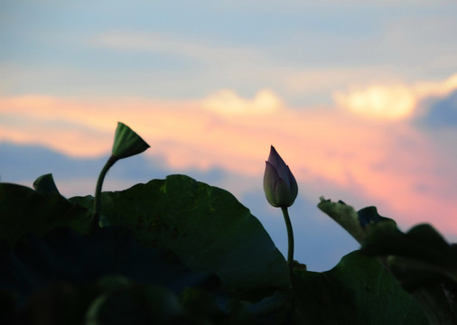 夕阳下的莲花