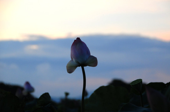 夕阳下的莲花