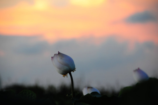 夕阳下的莲花