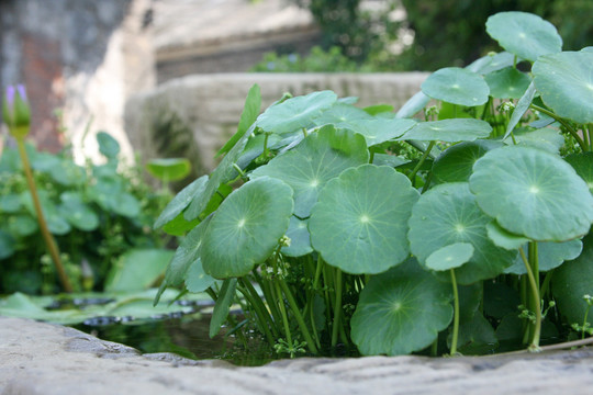 铜钱草