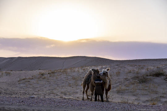 沙漠戈壁滩骑骆驼旅行家