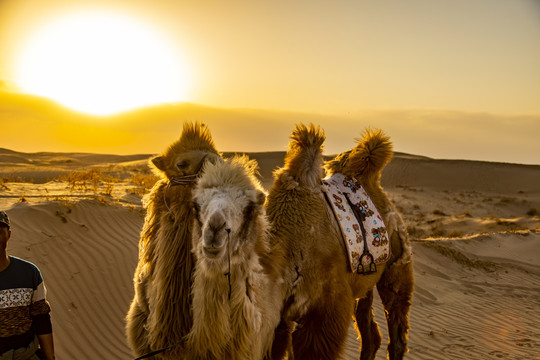沙漠戈壁滩骆驼