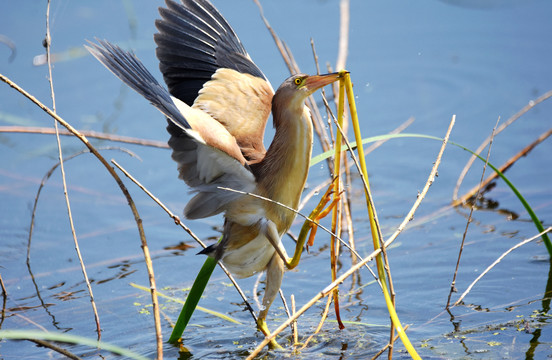 黄苇鳽育雏