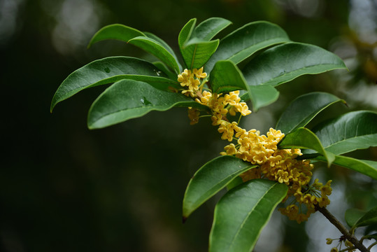 桂花