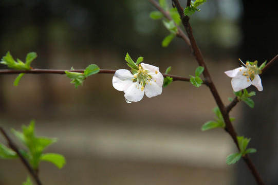 白色李花