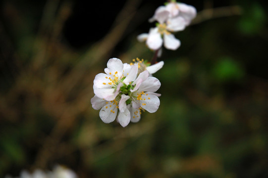 李子花