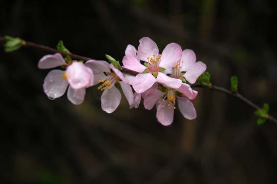 粉色苹果花