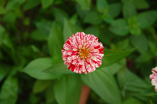 百日菊