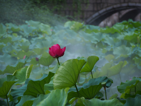 荷花池