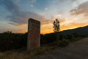 百年乌龙 矮脚乌龙 茶园 建瓯