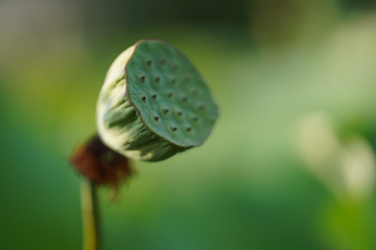 莲蒲特写虚化