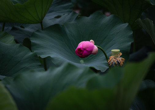 荷花开