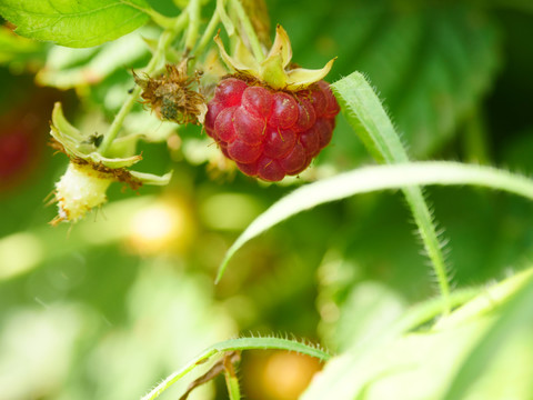 树莓浆果特写