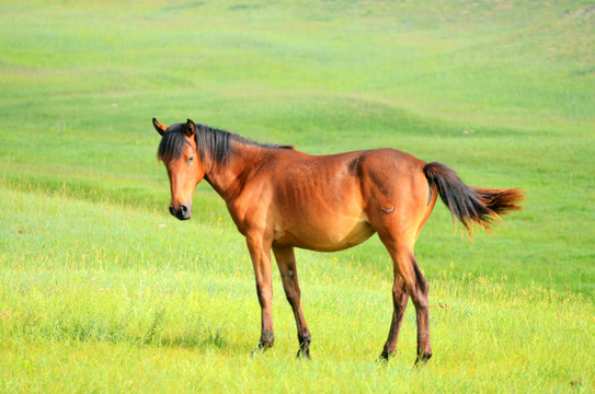 草原上散养的马匹