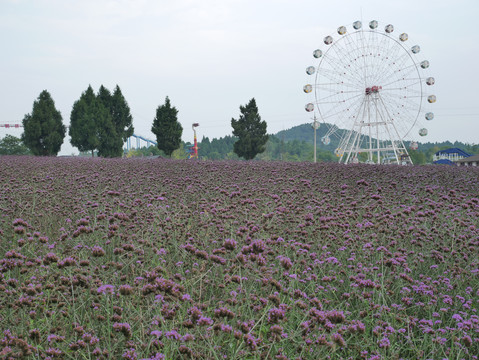 柳叶马鞭草