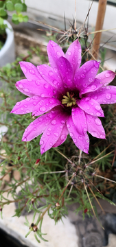 雨里的花