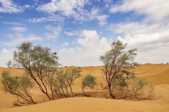 沙漠大漠戈壁戈壁滩小树