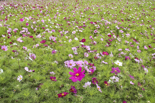 格桑花百日菊非洲菊波斯菊