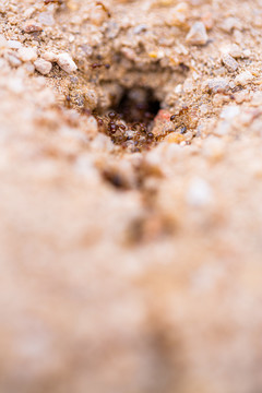蚂蚁巢穴