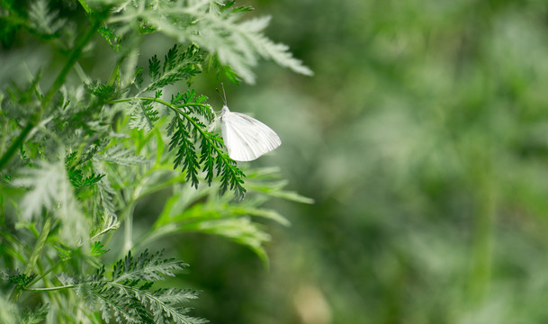 白色蝴蝶黄花蒿屠呦呦蝶恋花青蒿