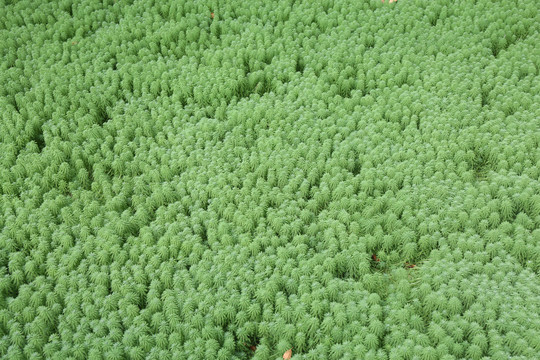 水生植物