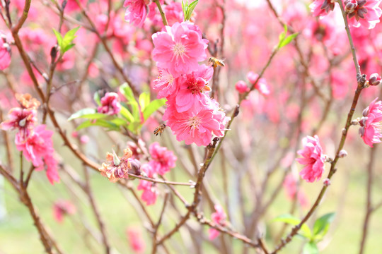 桃花