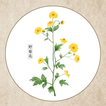 手繪野菊花中藥草