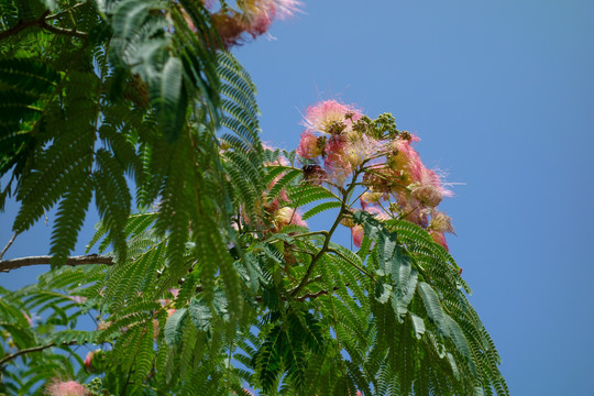 绒花树