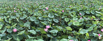 荷花池塘湿地