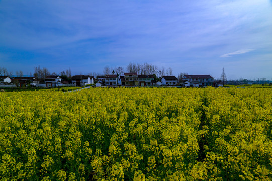 油菜花