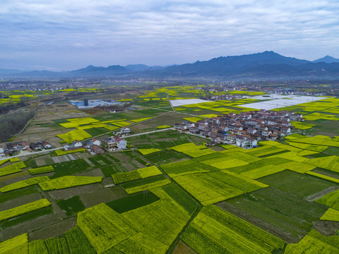 油菜花